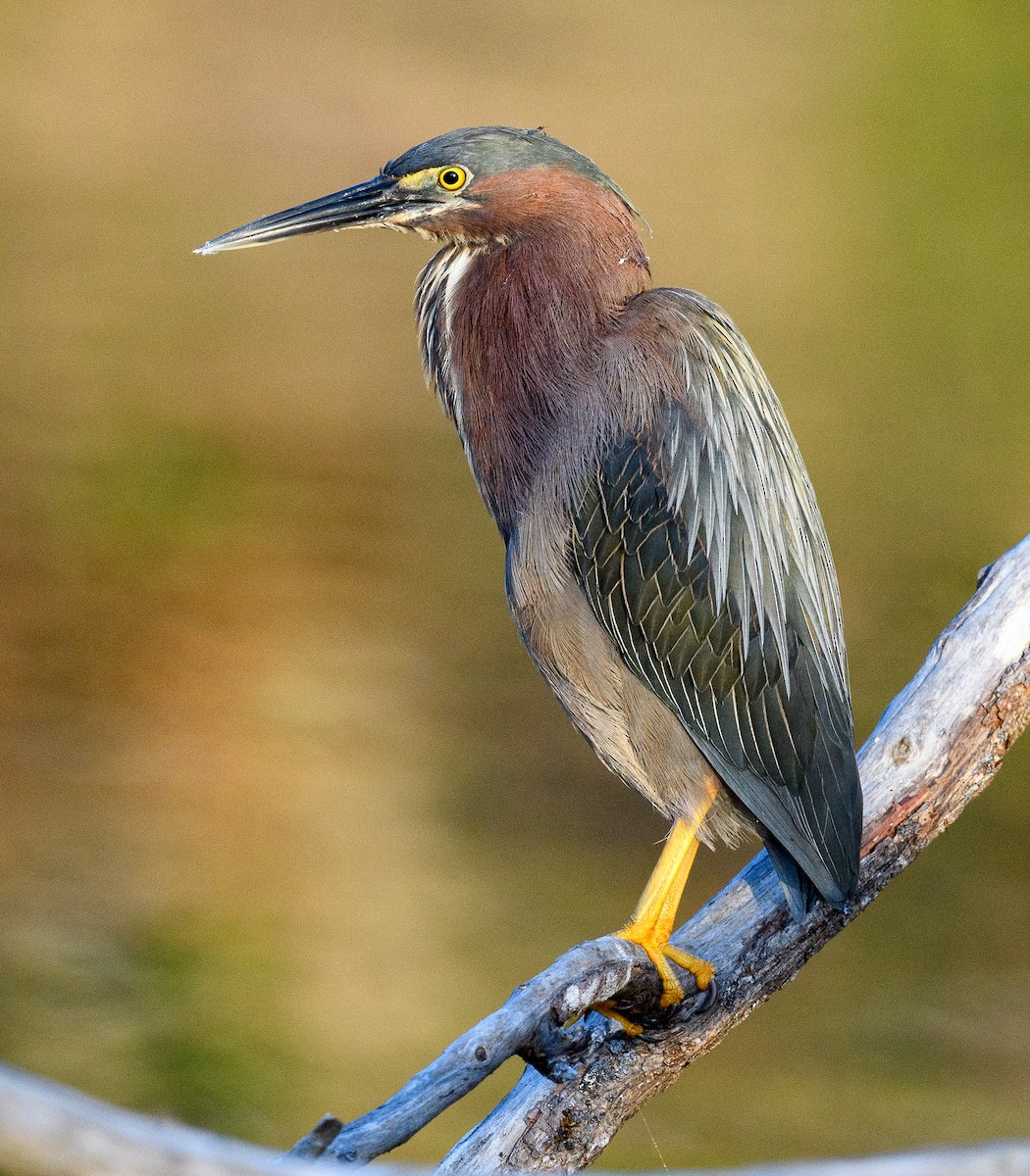 Green Heron - Tom Warren