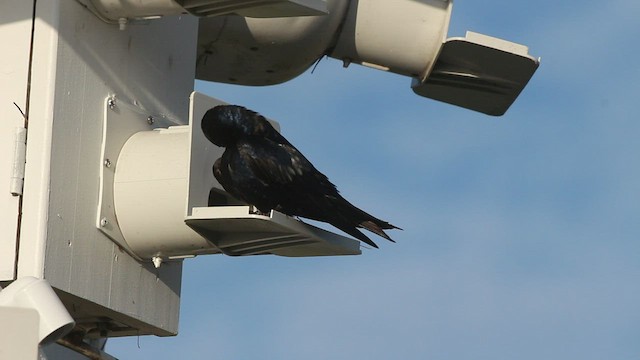 Purple Martin - ML555777081