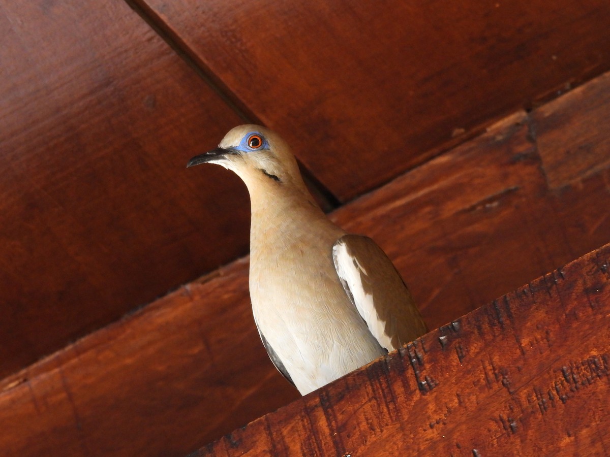 White-winged Dove - ML555777861