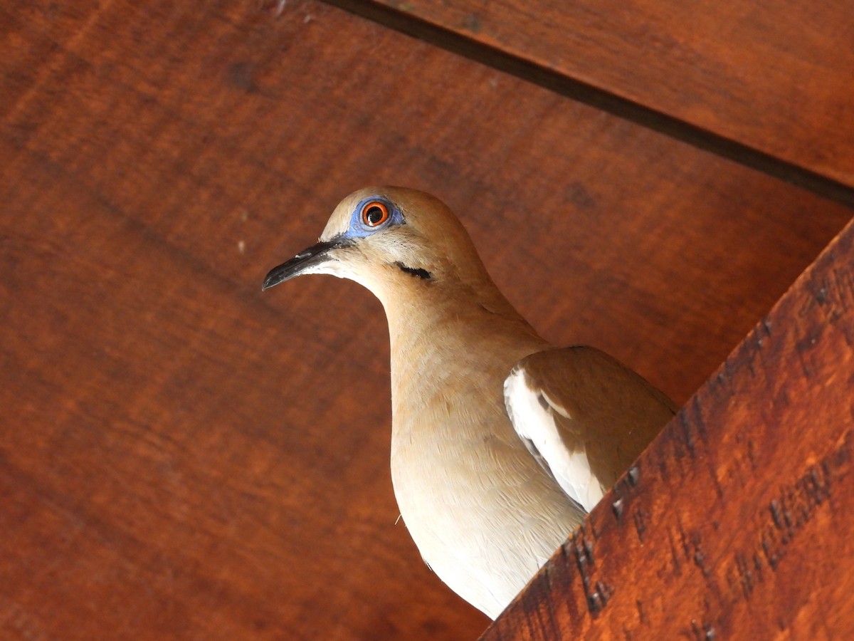White-winged Dove - ML555777871