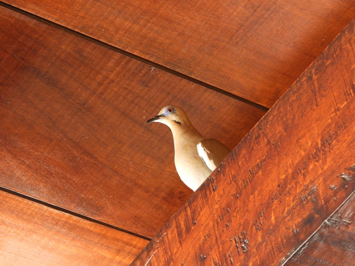 White-winged Dove - ML555777891