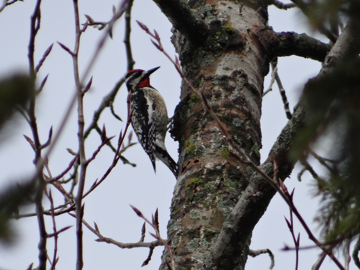 Yellow-bellied Sapsucker - Andrew Raamot and Christy Rentmeester