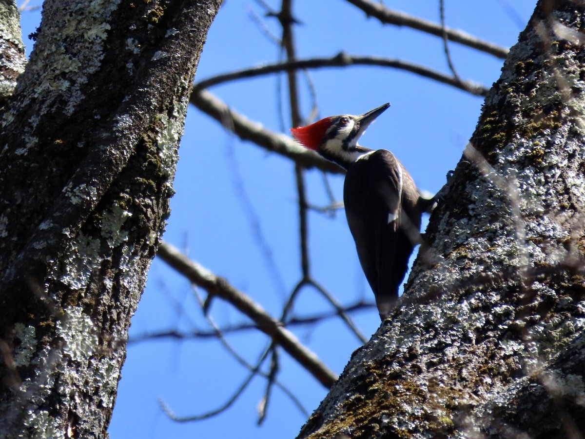Pileated Woodpecker - ML555778151