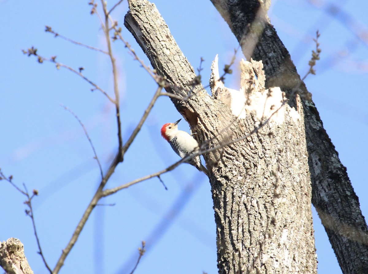 Red-bellied Woodpecker - ML555778891