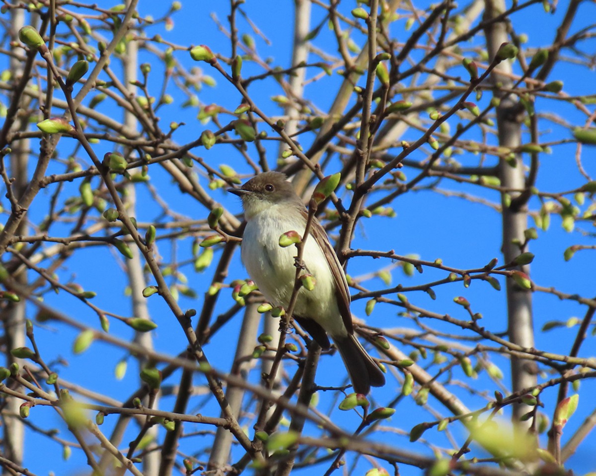 Eastern Phoebe - ML555778981