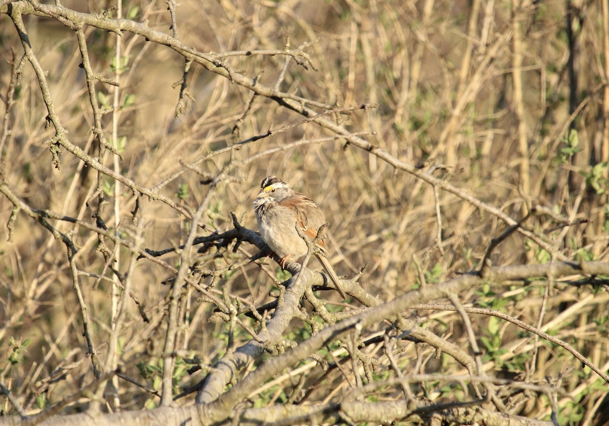 White-throated Sparrow - ML555779241