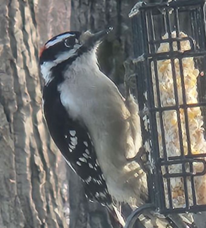 Downy Woodpecker - ML555779641