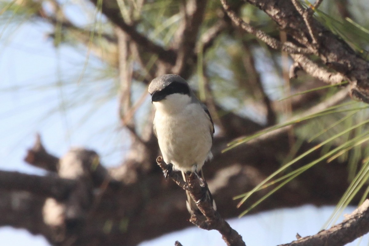 Loggerhead Shrike - ML555780571