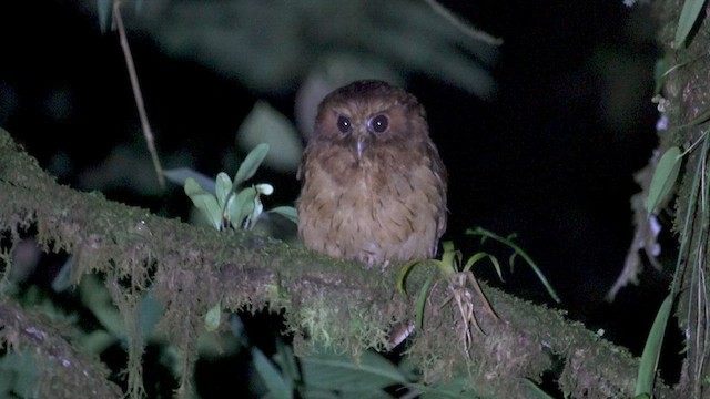 Cinnamon Screech-Owl - ML555780601