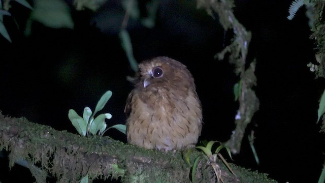 Cinnamon Screech-Owl - ML555780661