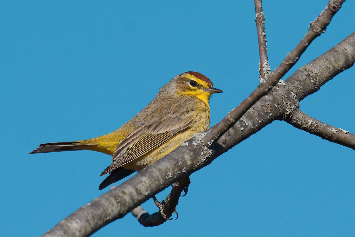 Palm Warbler - ML555780901