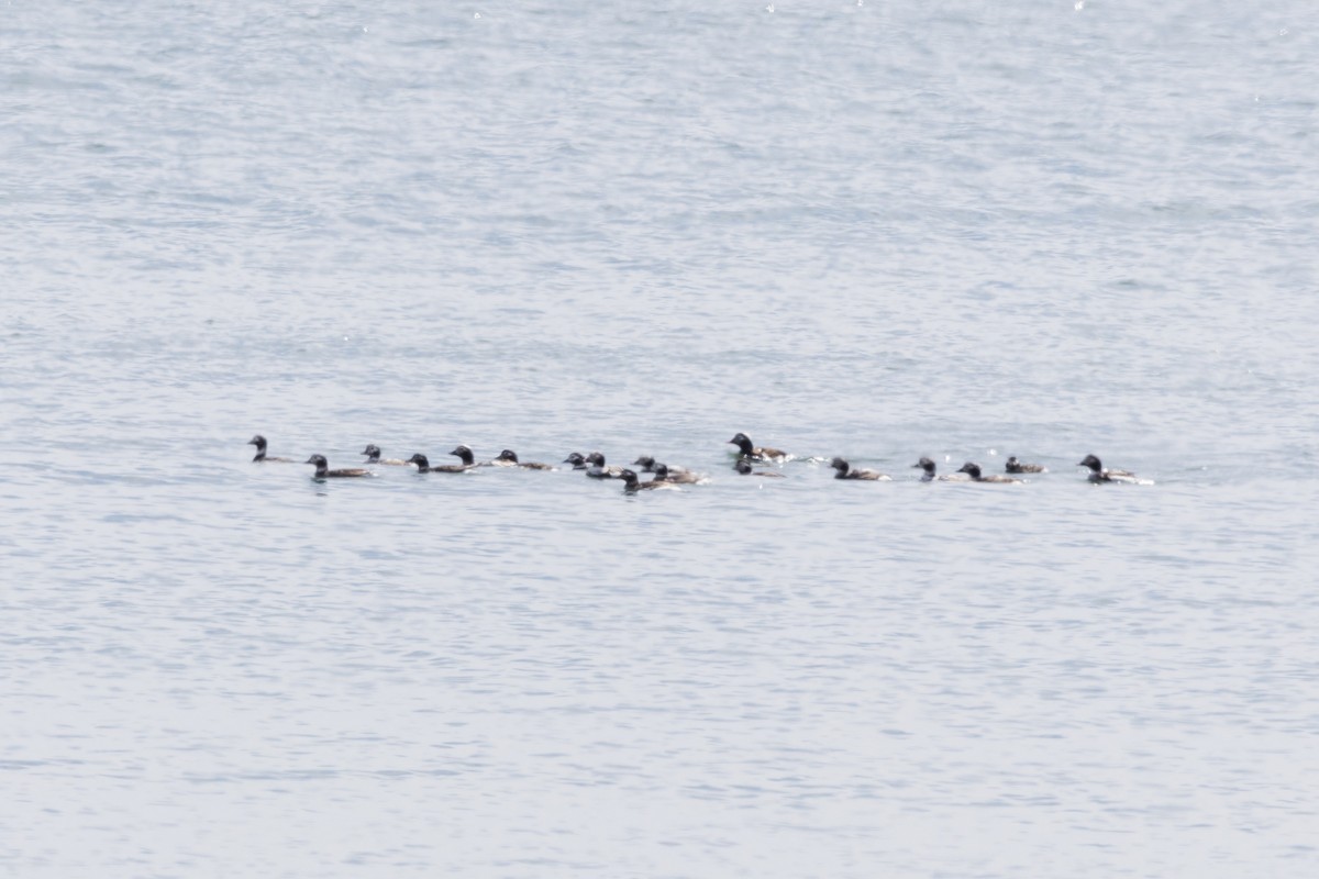 Long-tailed Duck - ML555781411