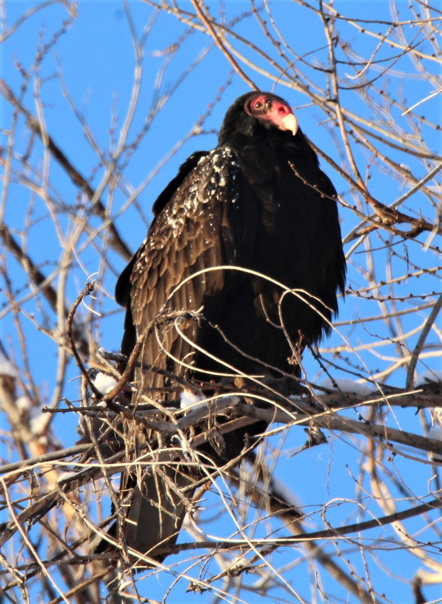 Turkey Vulture - ML555782561