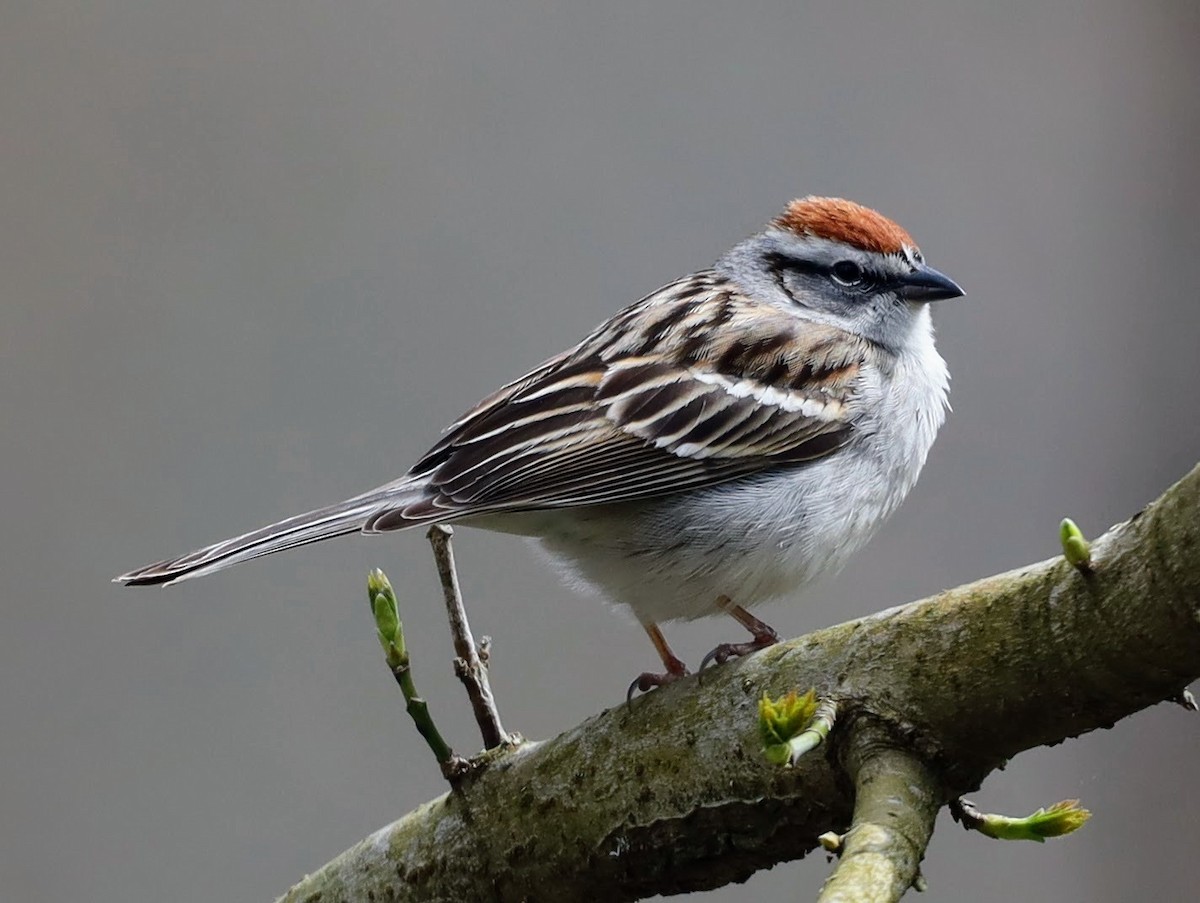 Chipping Sparrow - ML555782841