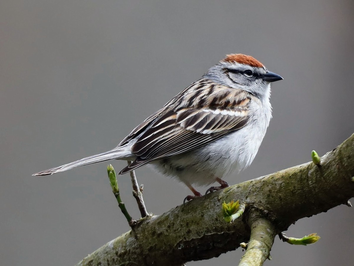 Chipping Sparrow - ML555782851