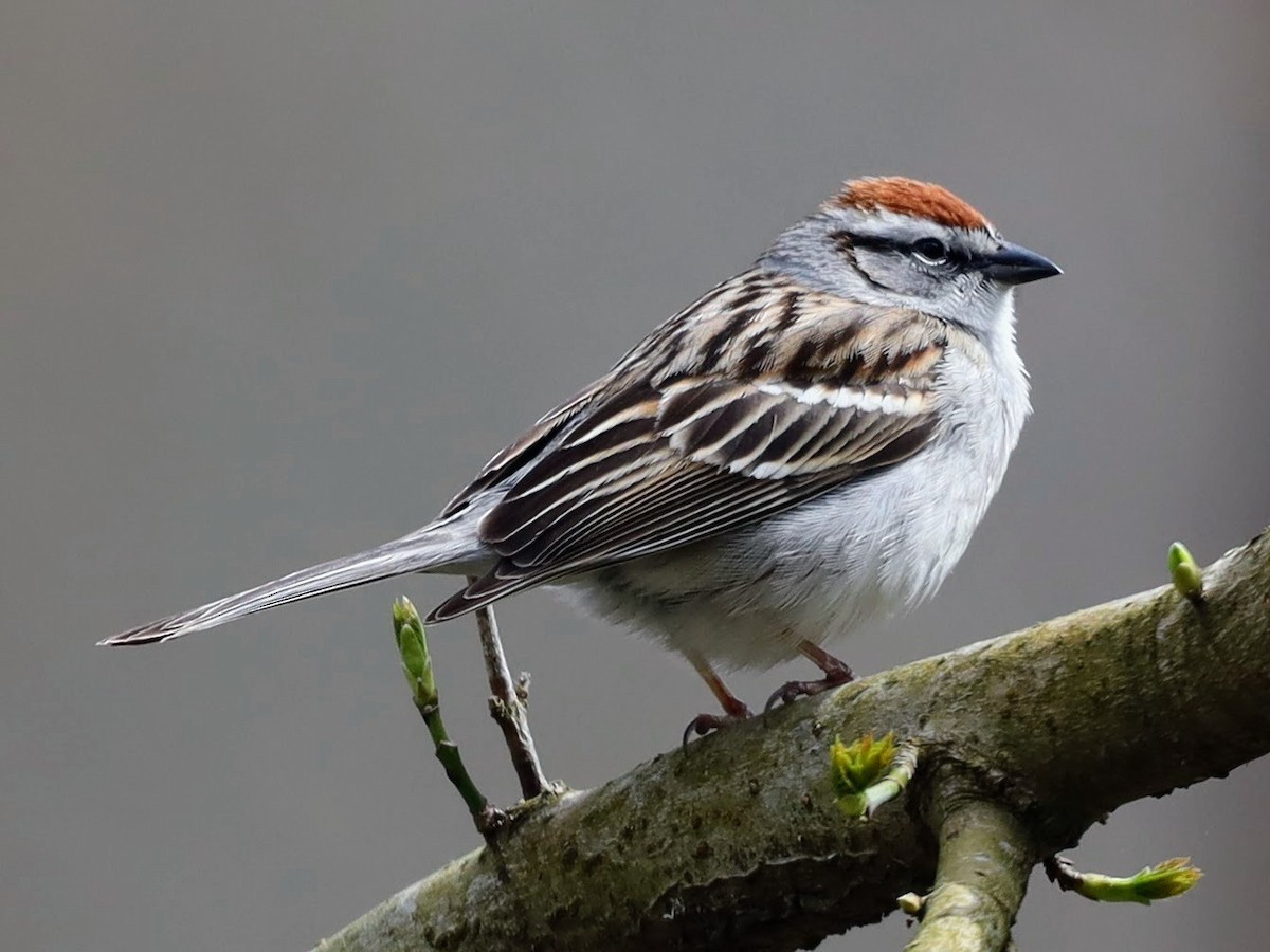 Chipping Sparrow - ML555782861