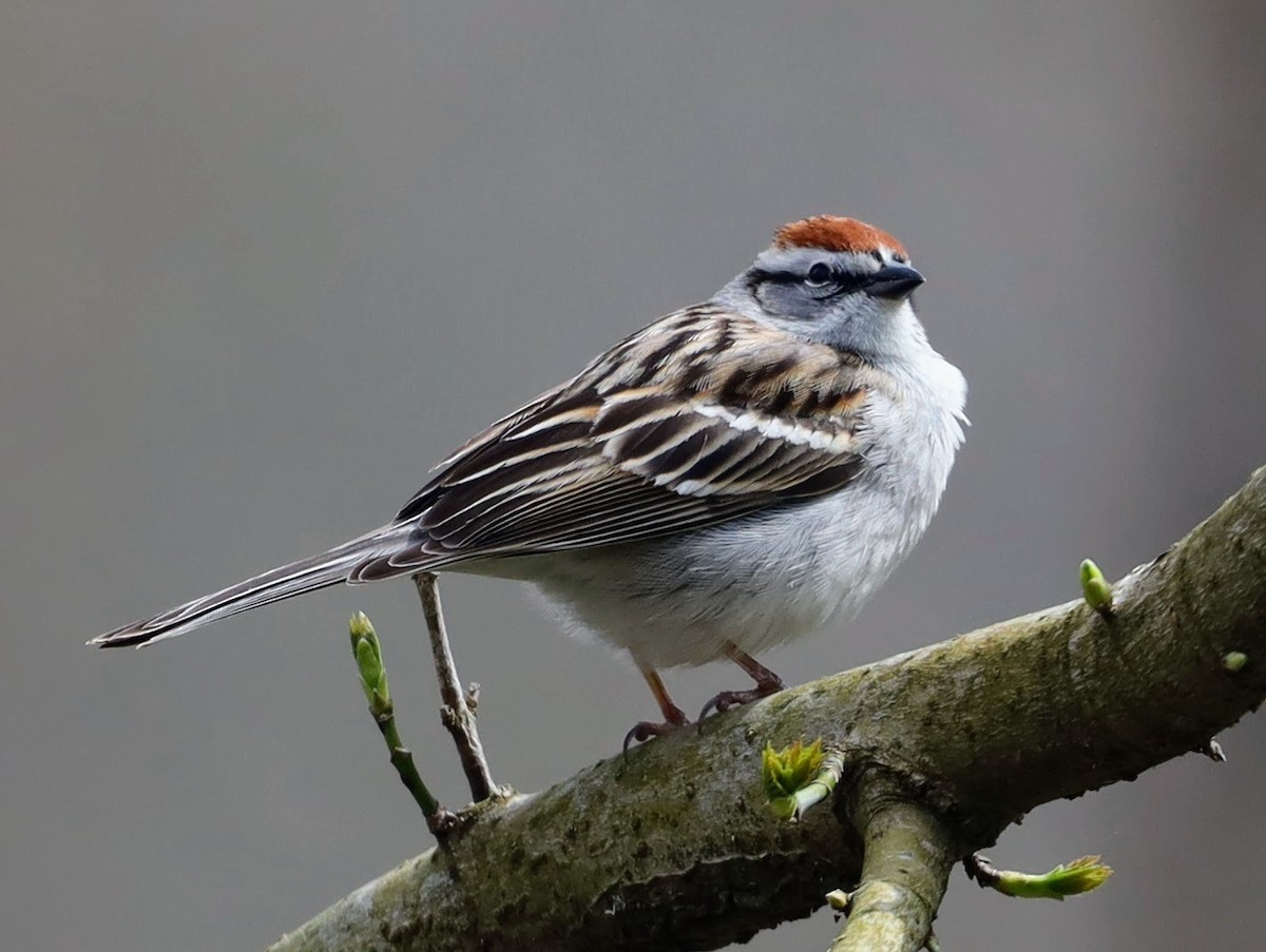 Chipping Sparrow - ML555782871