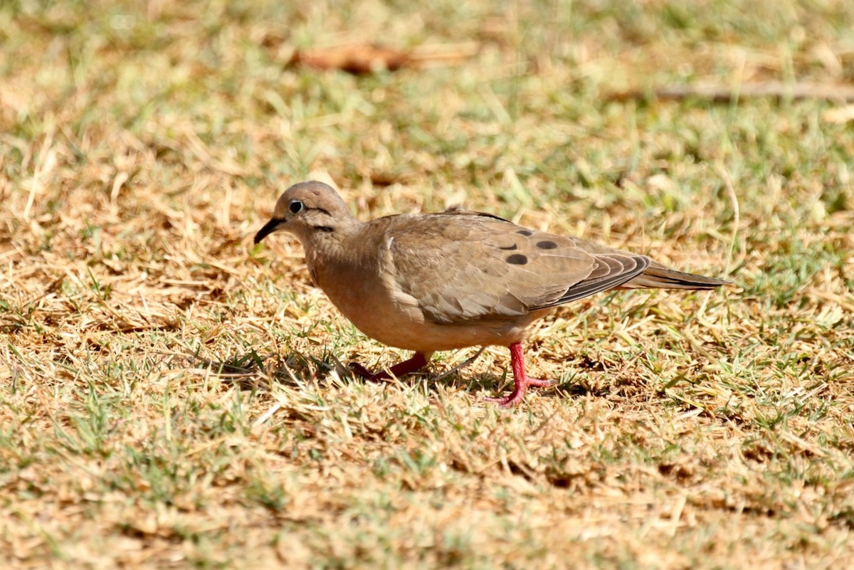 Eared Dove - ML555783211