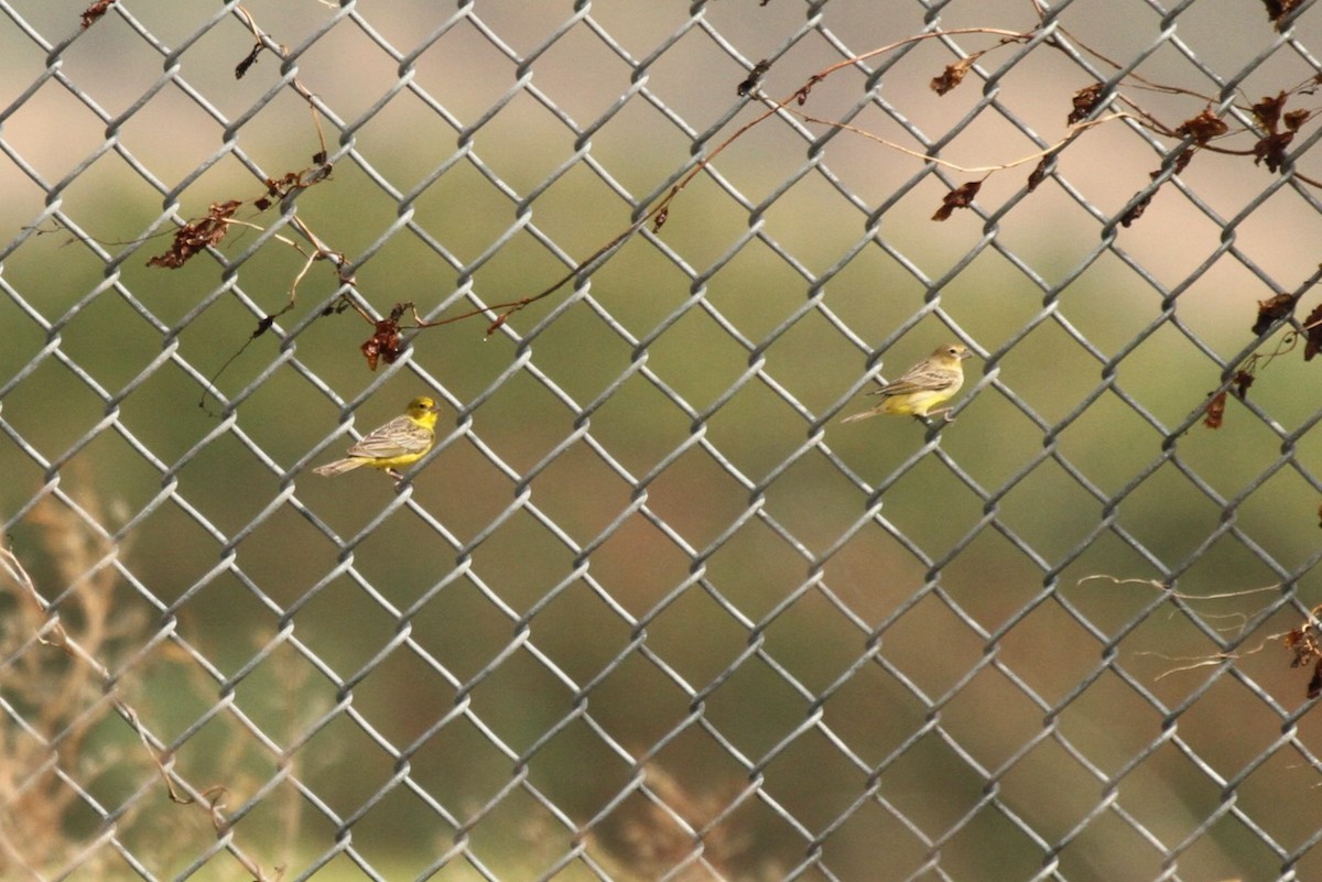 Grassland Yellow-Finch - ML555783331