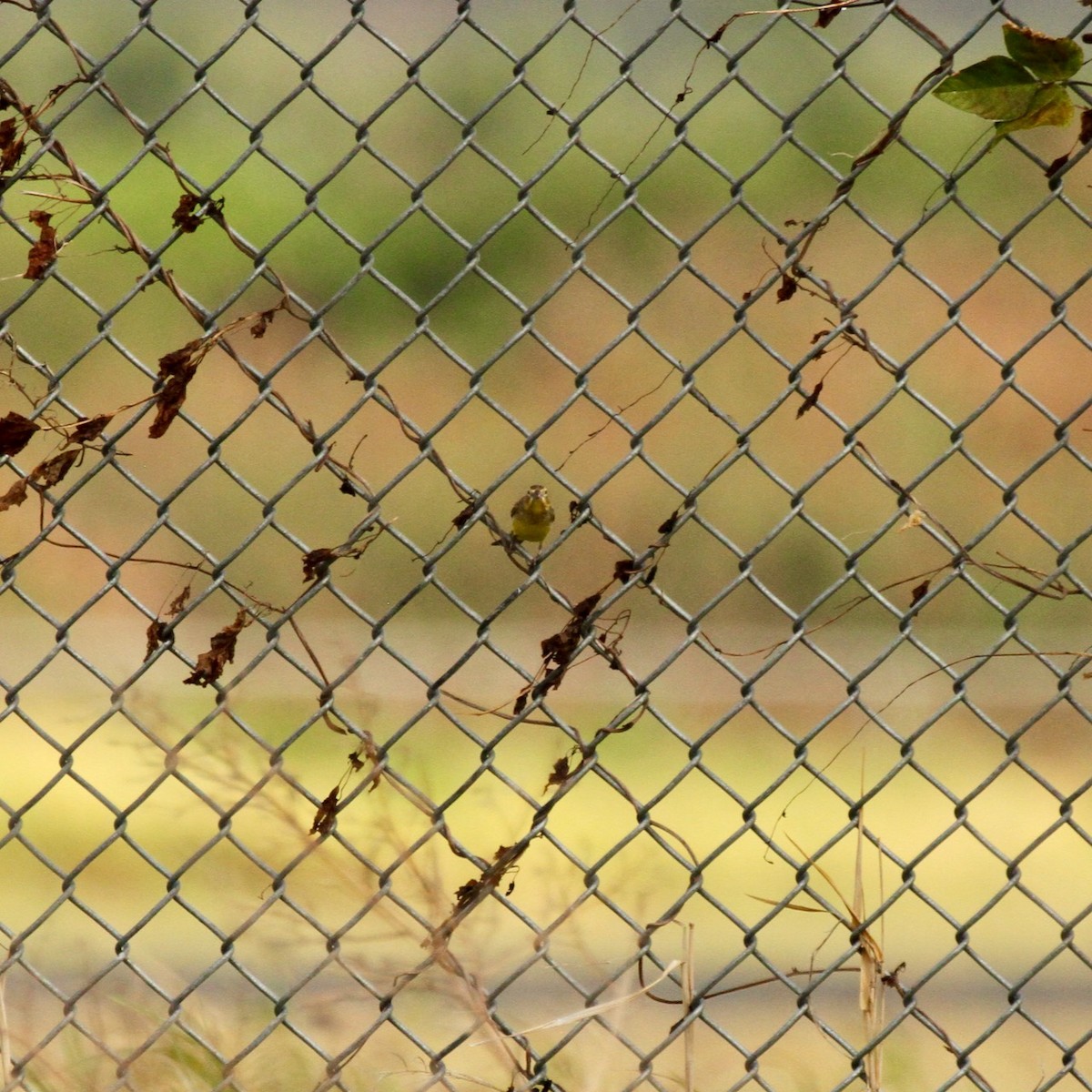 Grassland Yellow-Finch - ML555783341