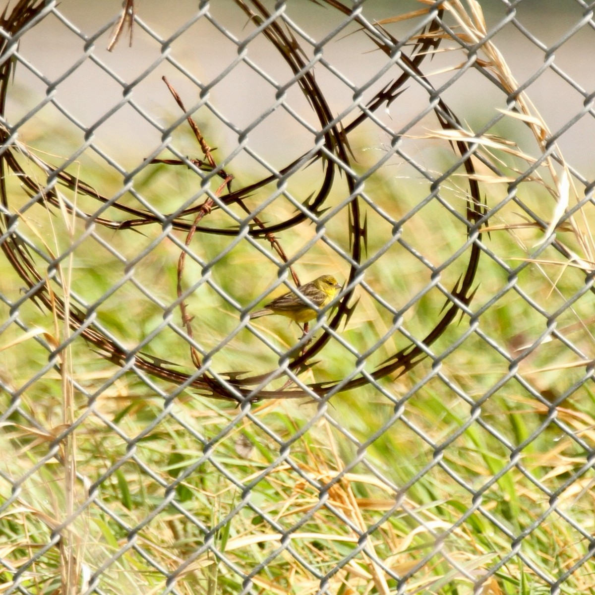 Grassland Yellow-Finch - ML555783351