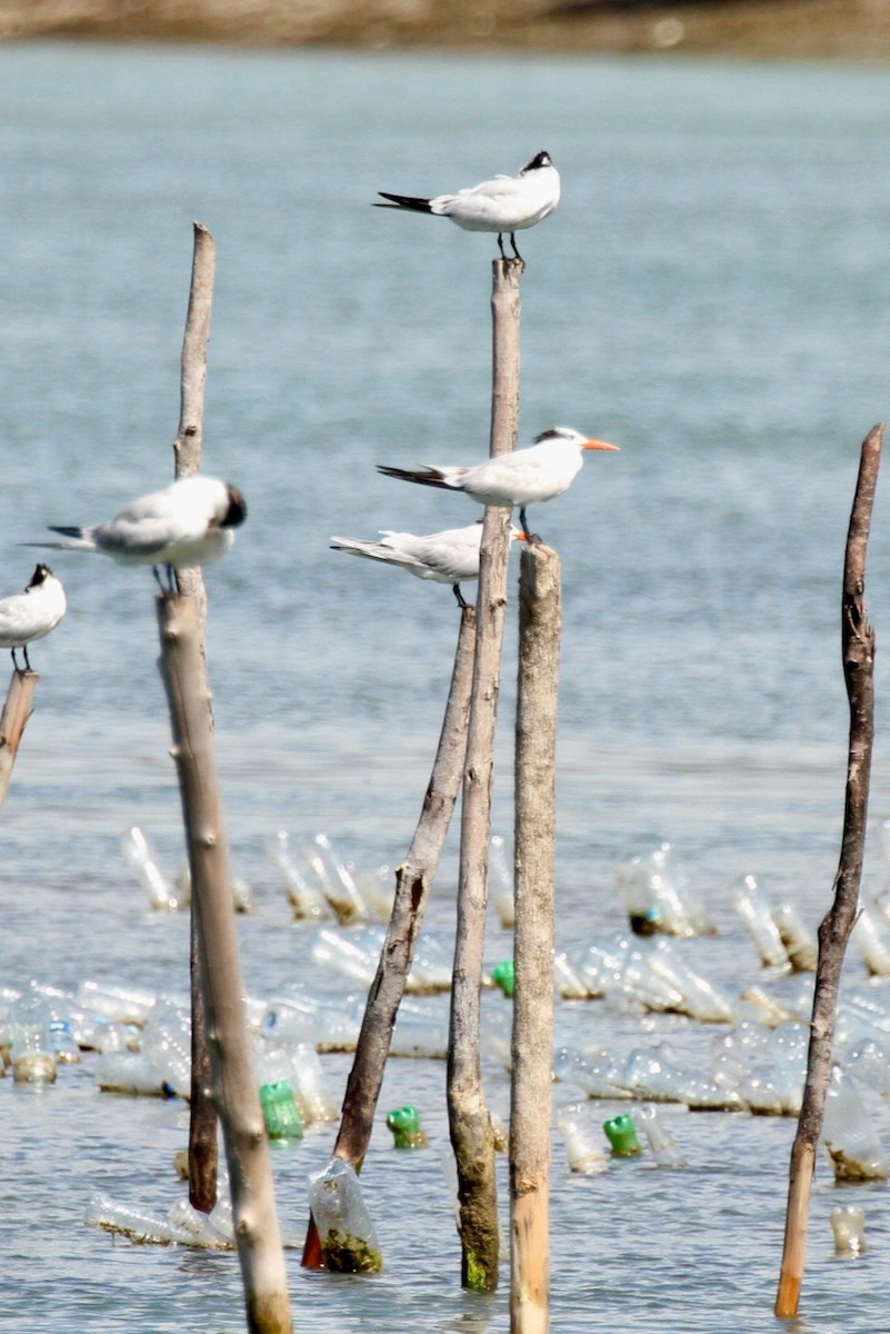 Royal Tern - ML555785631