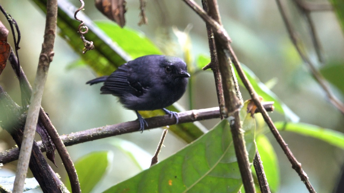 White-streaked Antvireo - Daniel Pacheco Osorio