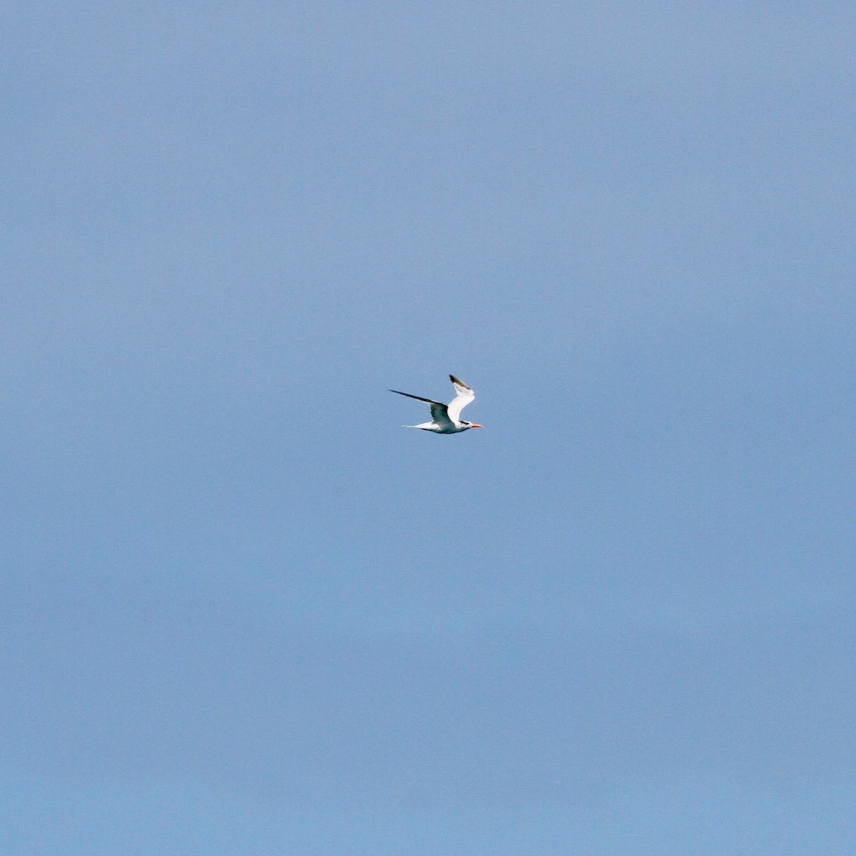 Royal Tern - ML555786471