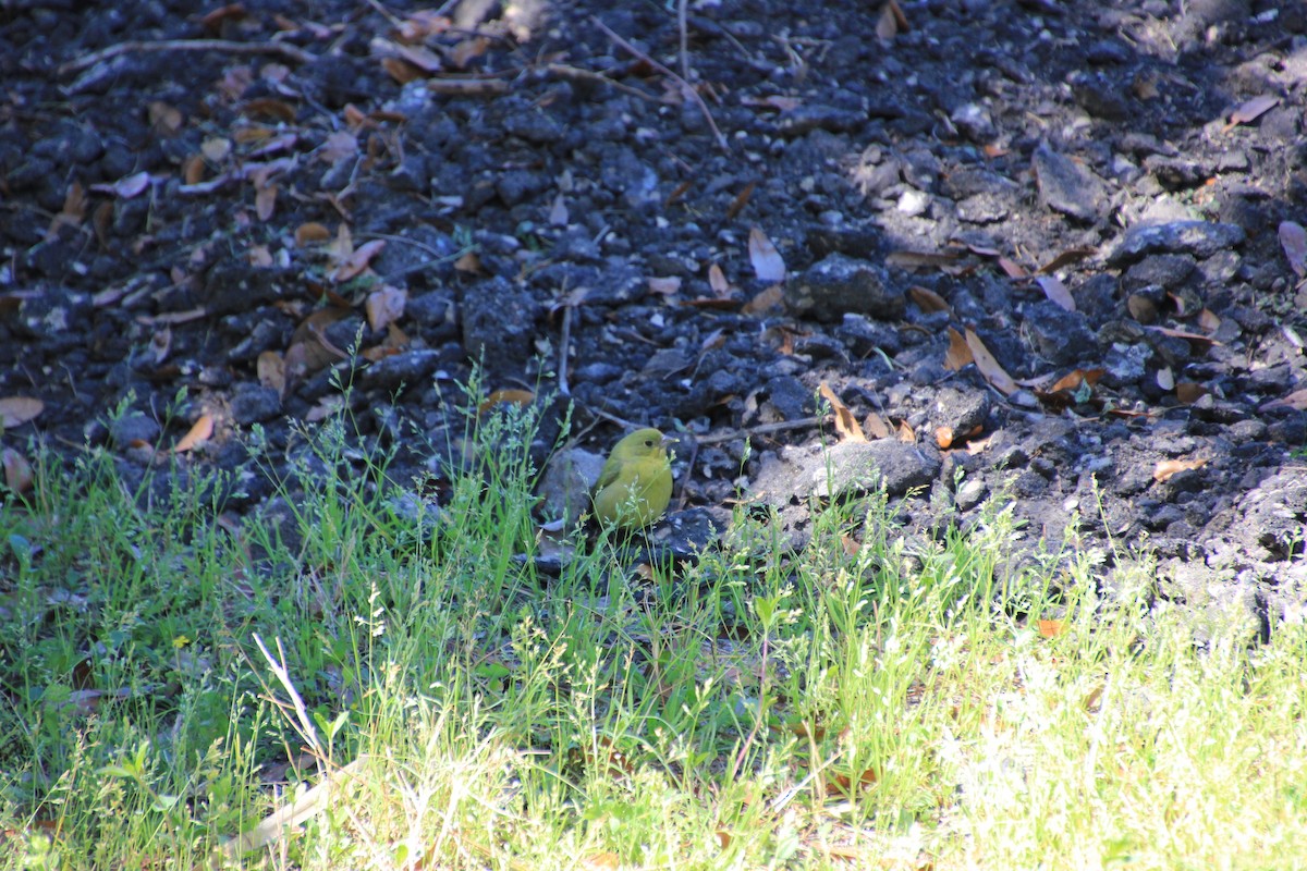 Painted Bunting - ML555786991