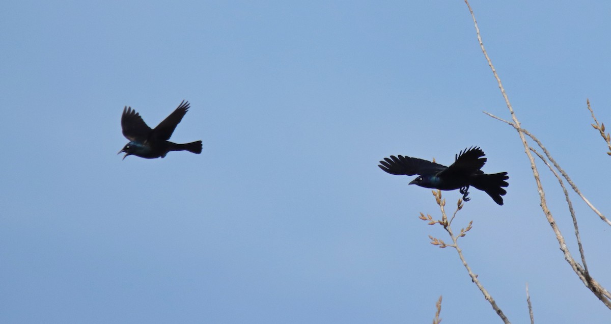 Common Grackle - ML555788061