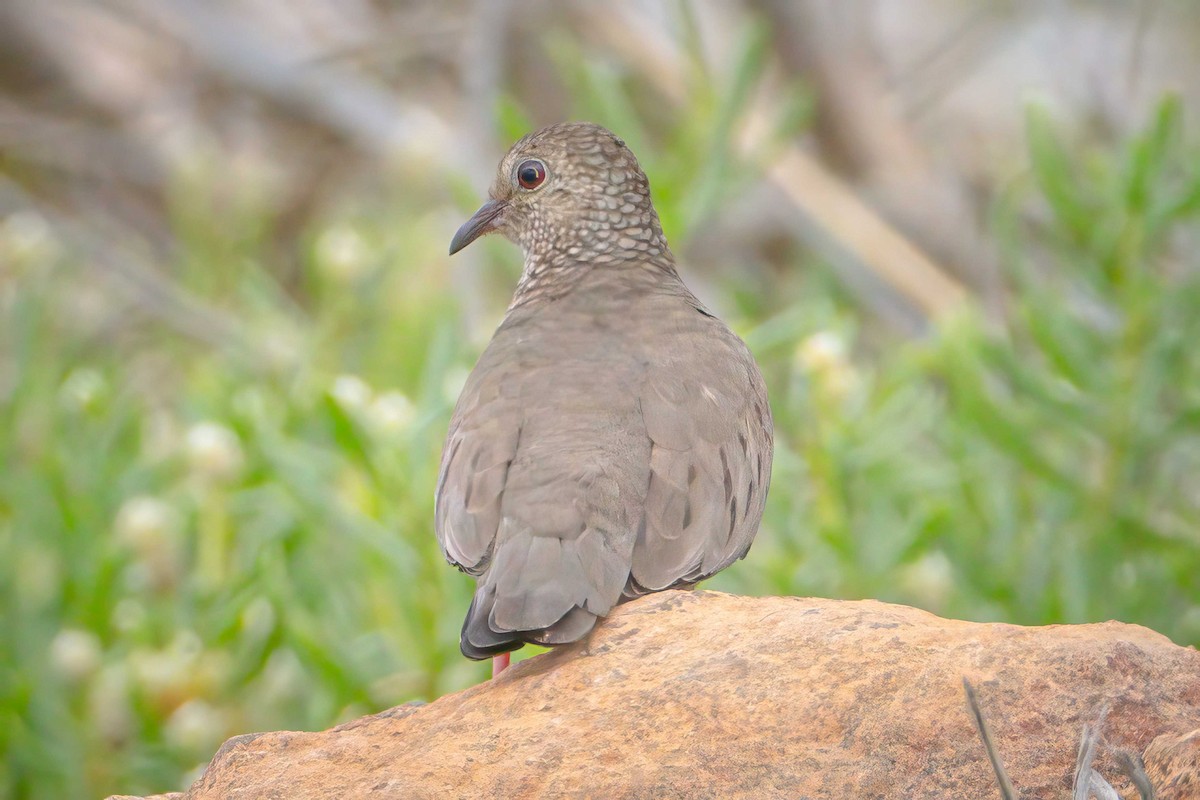 Common Ground Dove - ML555788291