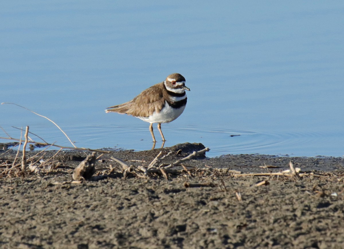 Killdeer - ML555788761