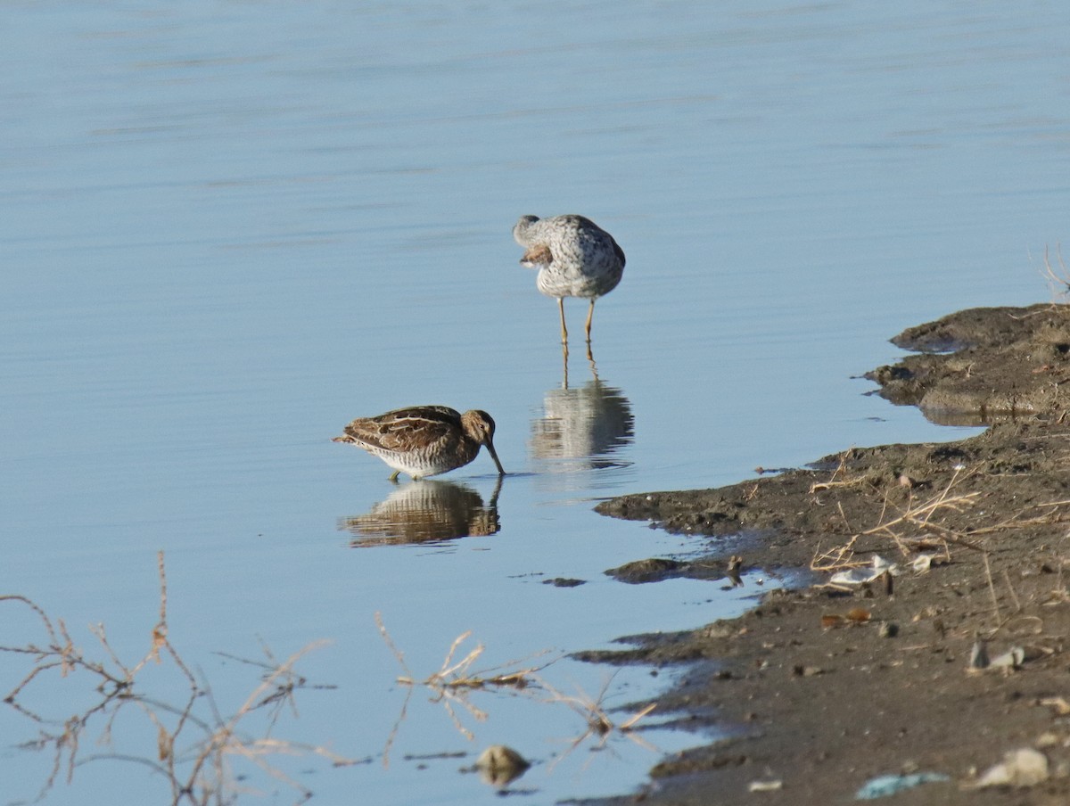 Wilson's Snipe - ML555788921