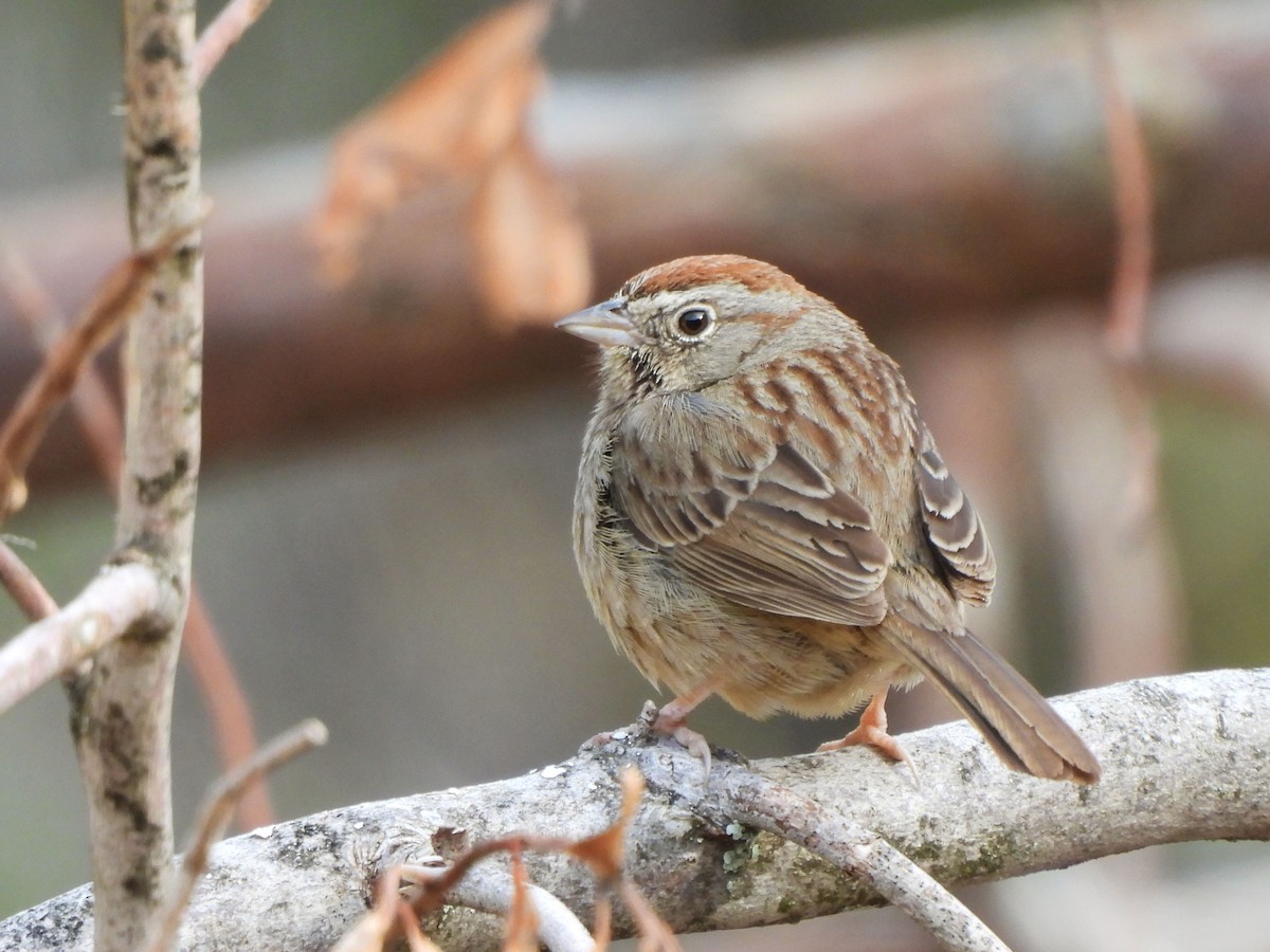 Rufous-crowned Sparrow - ML555790141