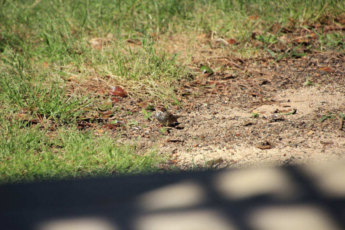 Little Bunting - ML555791181