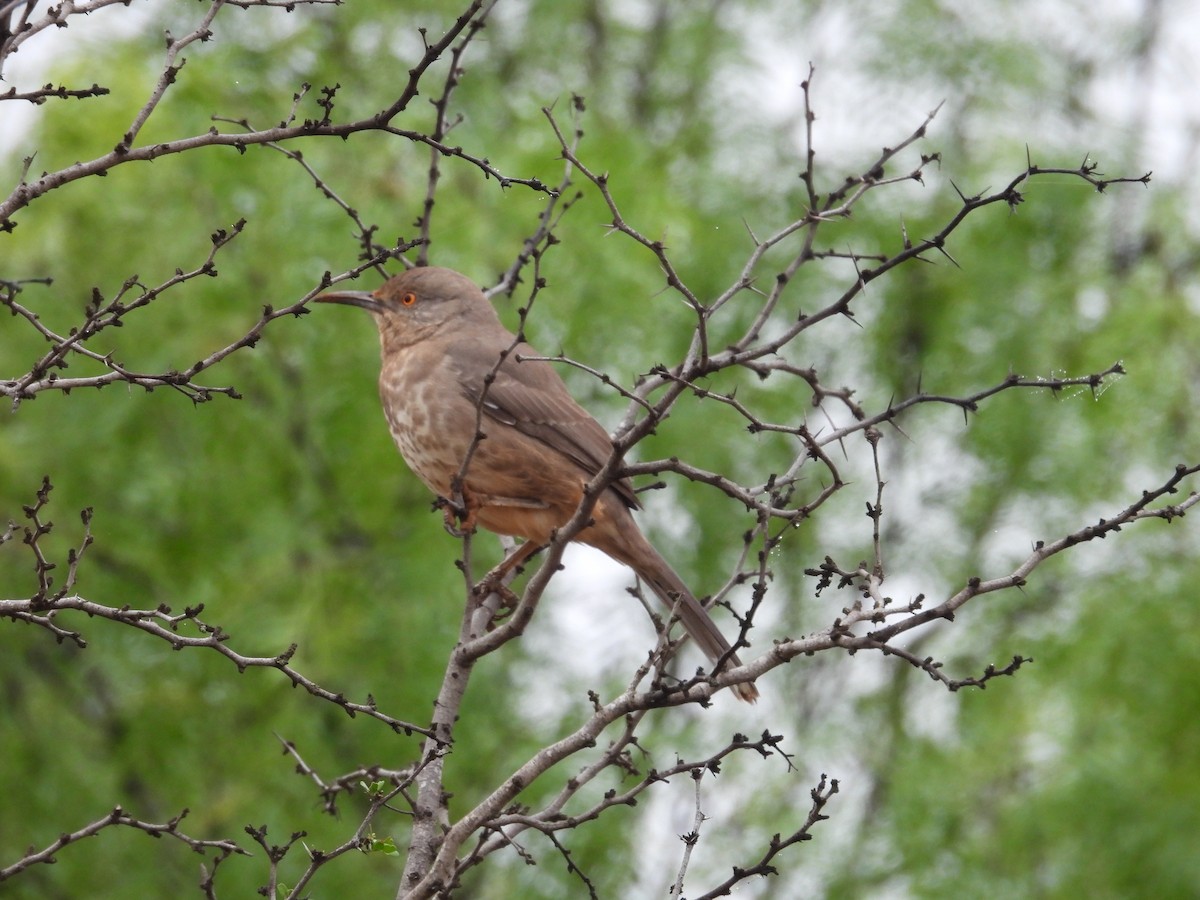 Toxostoma sp. - ML555791471