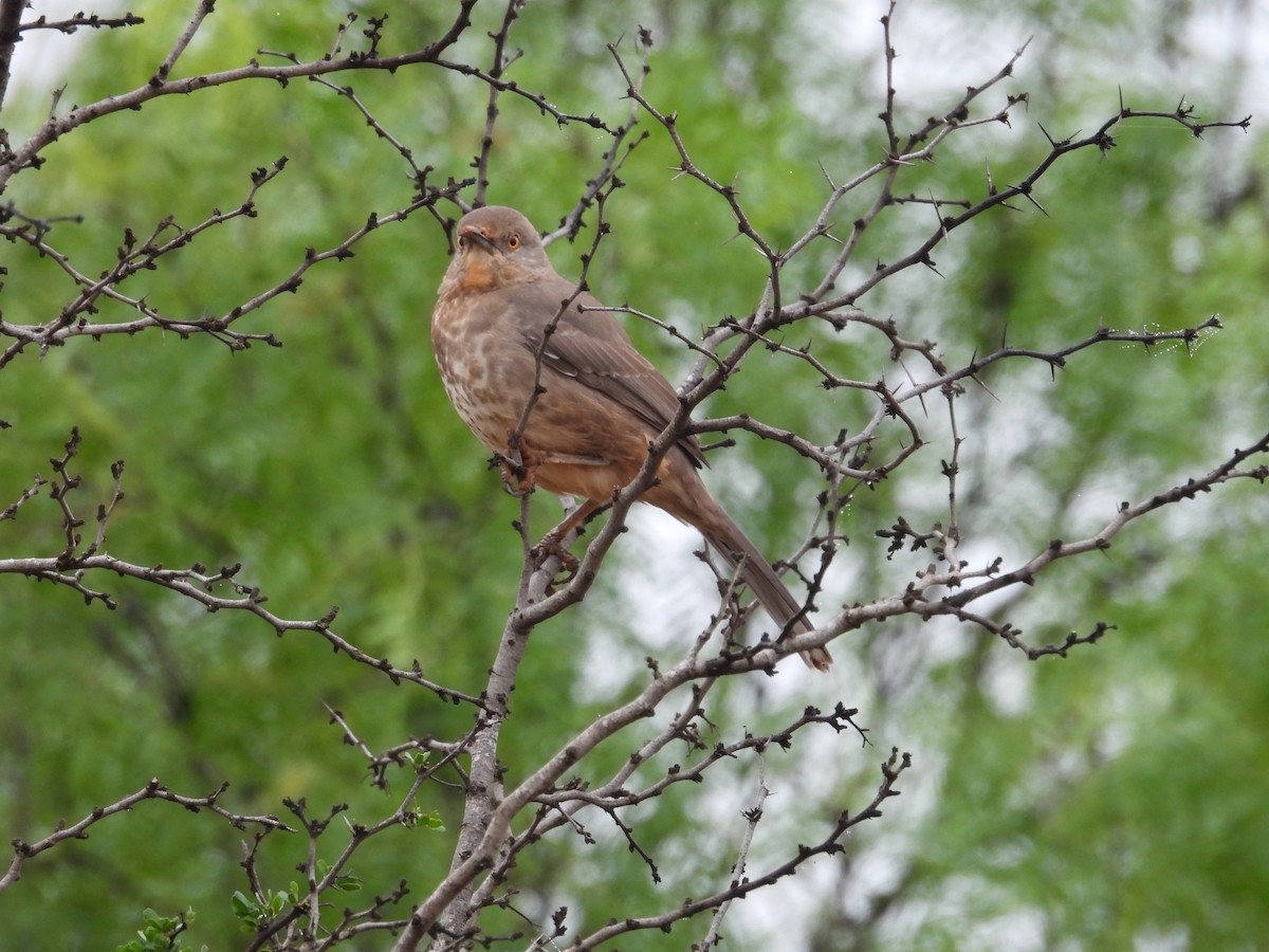 Toxostoma sp. - ML555791491