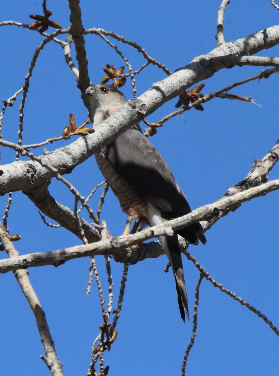 Cooper's Hawk - ML555791651