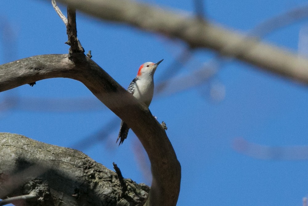 Red-bellied Woodpecker - ML555792361