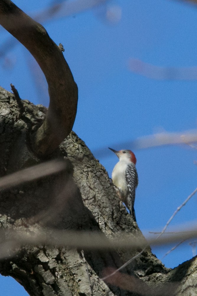 Red-bellied Woodpecker - ML555792381
