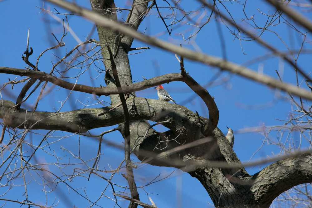 Red-bellied Woodpecker - ML555792411