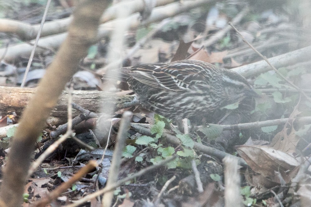 Red-winged Blackbird - ML555792501
