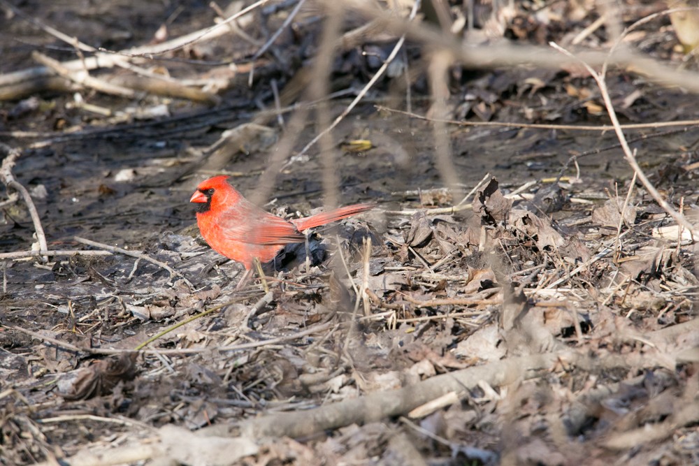 Northern Cardinal - ML555792581