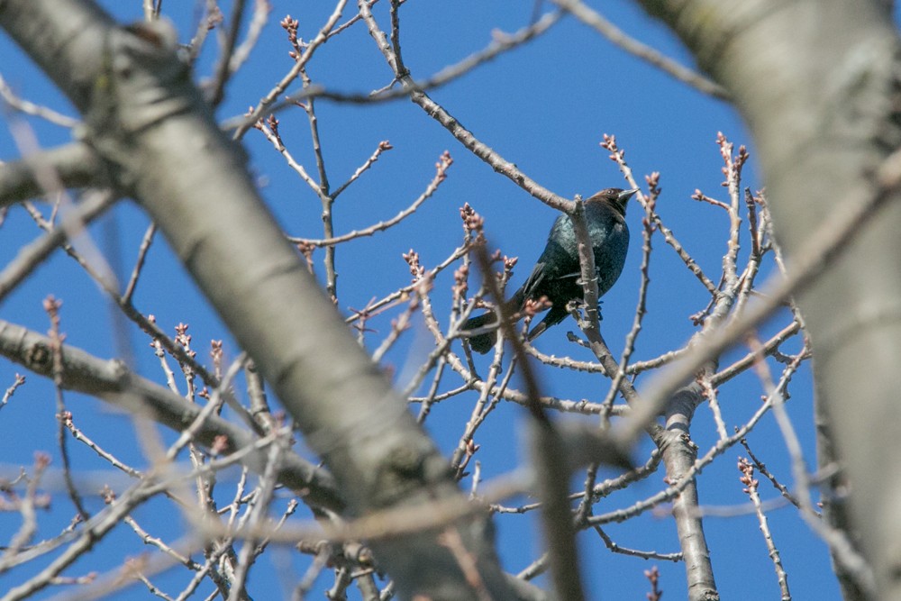 Brown-headed Cowbird - ML555792811