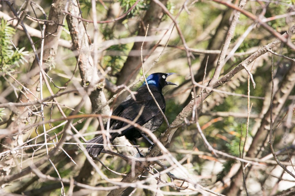 Common Grackle - ML555792981