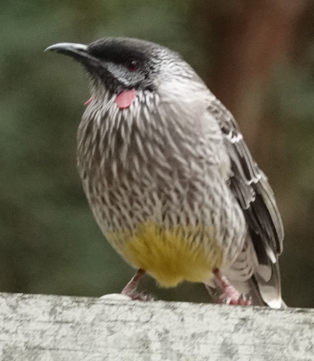 Red Wattlebird - ML555793161