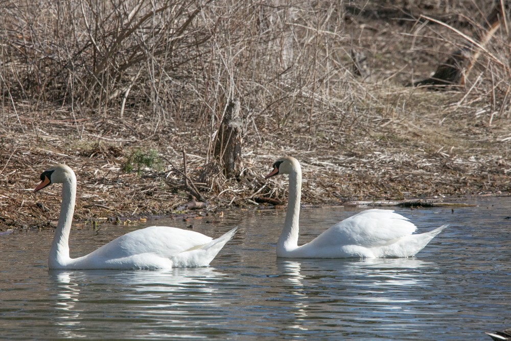 Mute Swan - ML555793171