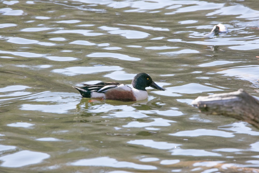 Northern Shoveler - ML555793261