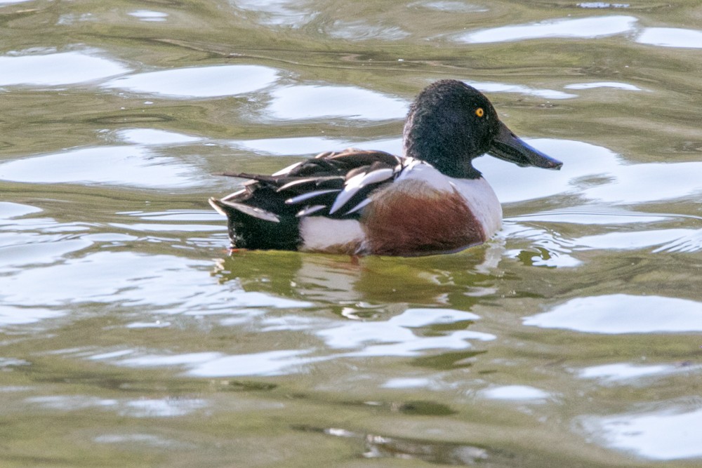 Northern Shoveler - ML555793281