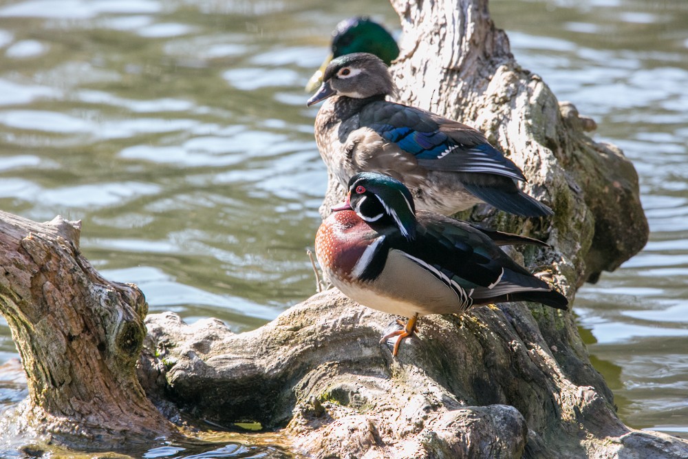 Wood Duck - ML555793291
